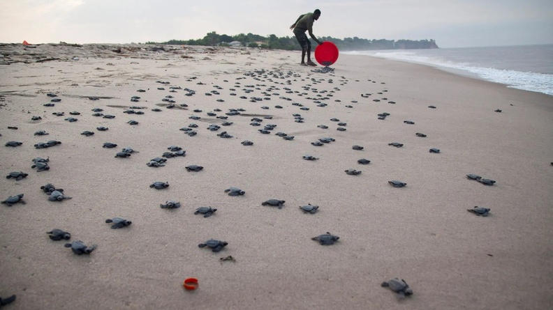 Baby turtles released, Muanda, Democratic Republic of the Congo